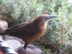 Quiscalus mexicanus