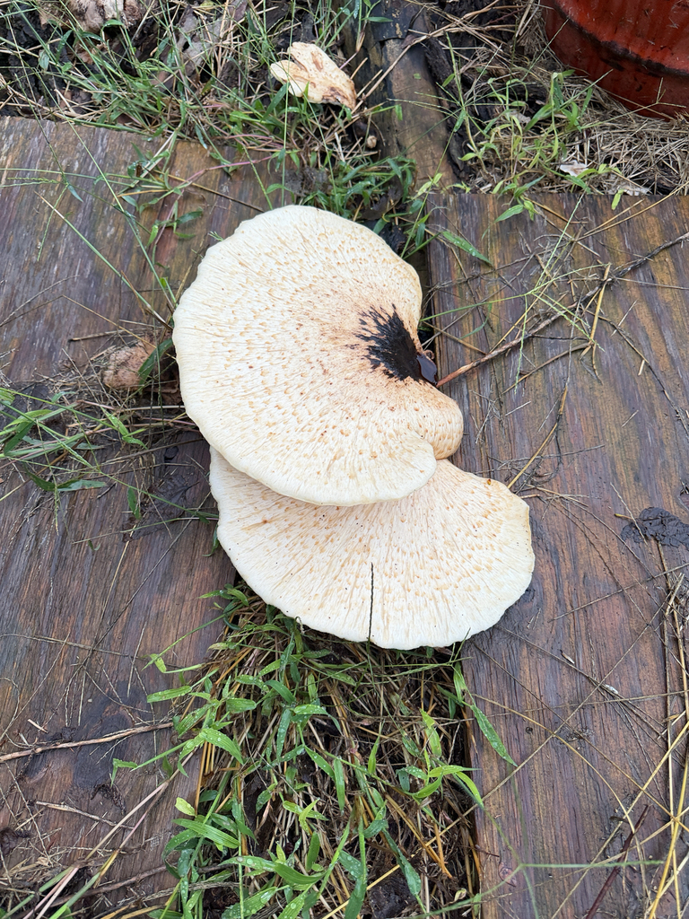 Dryad's Saddle · September 2026 · photo: Photo: (c) A.Yantzie, some rights reserved (CC BY) · iNaturalist