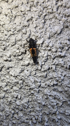 Asian Lady Beetle