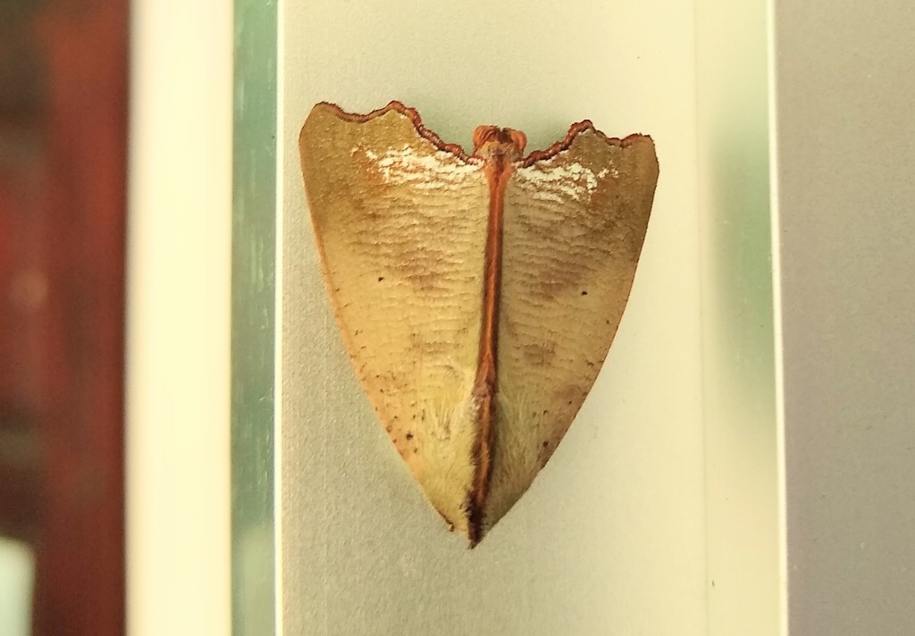 Xenochroa annae