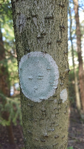 Eglinė spuogė nuotrauka