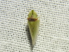 Xerophloea