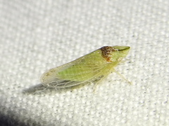 Xerophloea