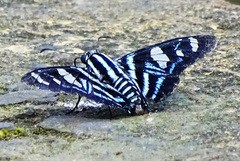 Pyrrhopygini
