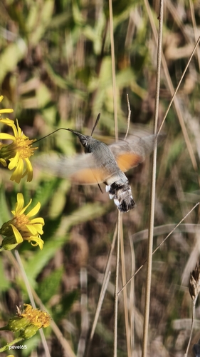 Eurasian Hummingbird Hawkmoth