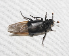 Nicrophorus nigrita