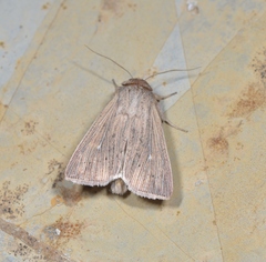 Mythimna congrua