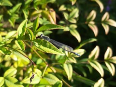 Paracercion calamorum