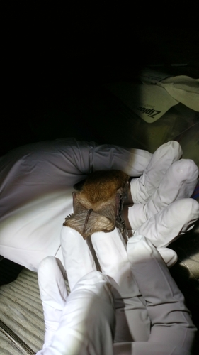 Fringed Myotis