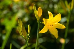 Hemerocallis lilioasphodelus