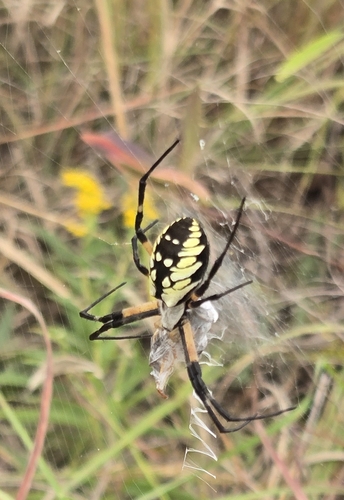Yellow Garden Spider