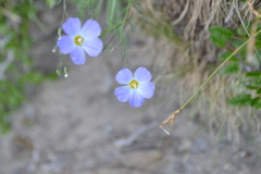 Linum alpinum