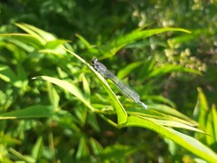 Paracercion calamorum