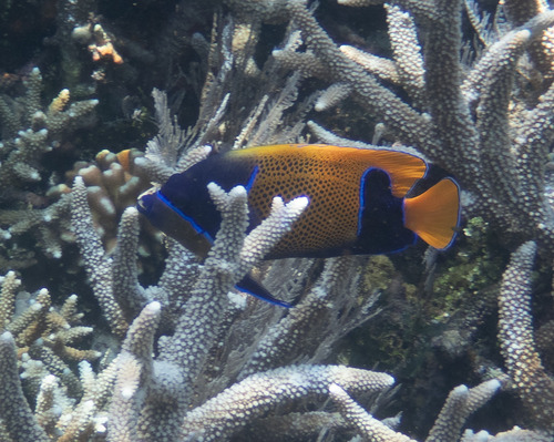 Pomacanthus navarchus observed 2026-09-19