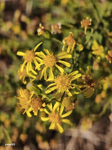 false yellowhead