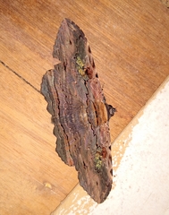 Anisoneura aluco