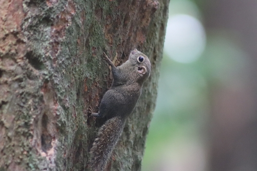 Least Pygmy Squirrel