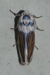 Comocritis pieria