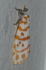 Nephelomilta effracta