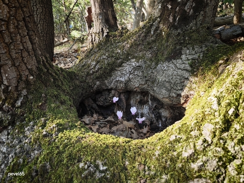 Ivy-leaved cyclamen