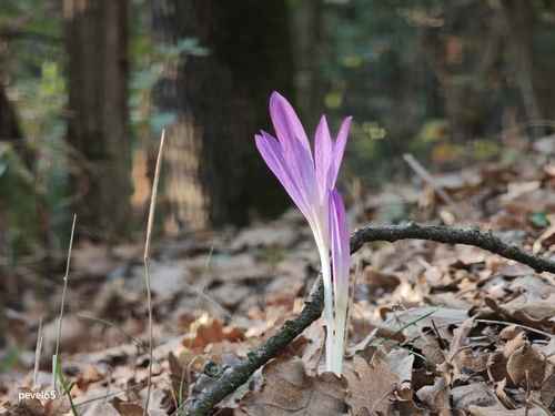 Portuguese colchicum