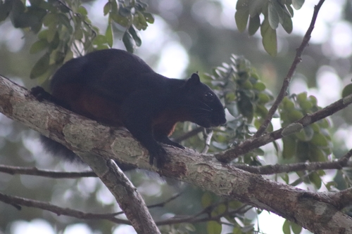 Black Prevost's Squirrel
