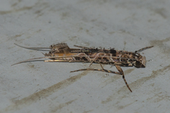 Conopomorpha sinensis