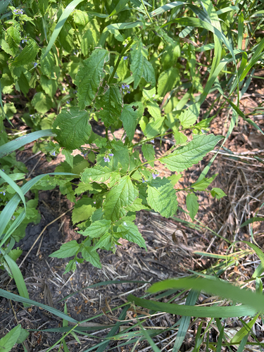 side-flowering skullcap