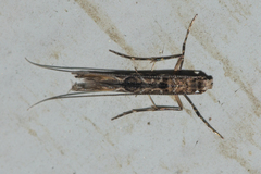 Conopomorpha sinensis