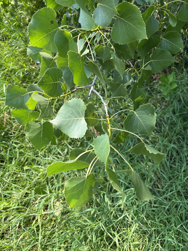 Eastern Cottonwood