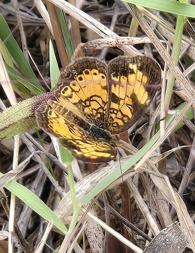 Pearl Crescent