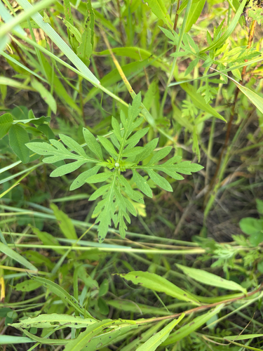 common ragweed