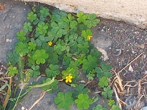 Creeping Woodsorrel