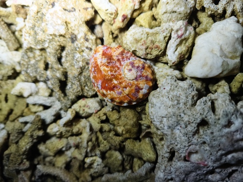 Haliotis ovina observed 2026-09-26