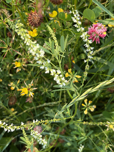 White Sweetclover
