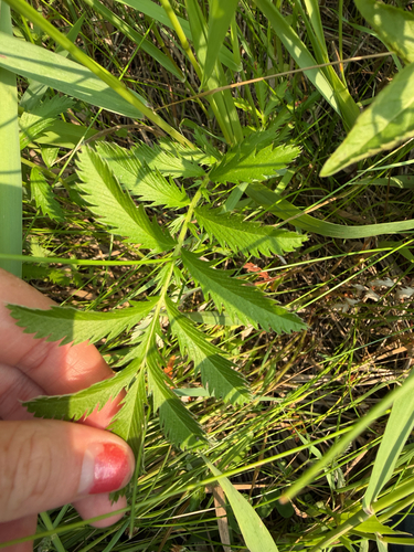common silverweed