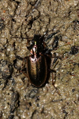 Agonum marginatum