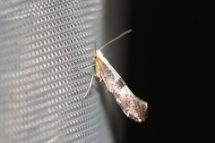 Argyresthia spinosella