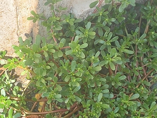 Common Purslane