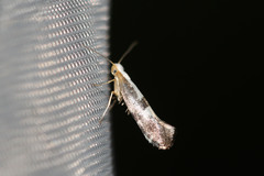 Argyresthia spinosella