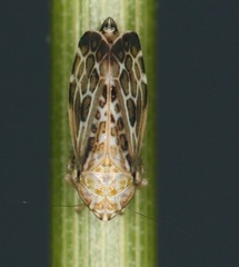 Errastunus ocellaris