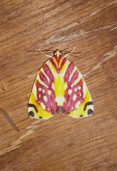 Sinna calospila