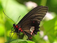 Parides anchises nephalion