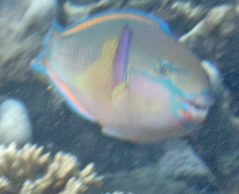 Japanese Parrotfish