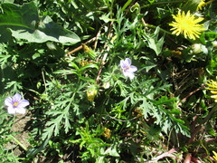 Erodium stephanianum
