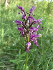 Orchis simia simia