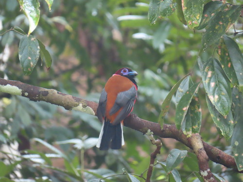 Diard's Trogon