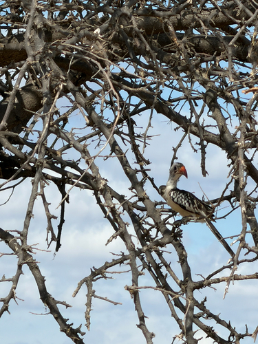 iNaturalist image