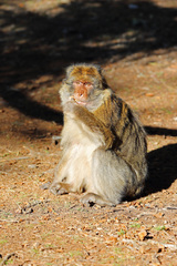 Macaca sylvanus