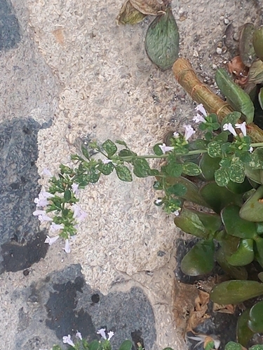 Lesser Calamint